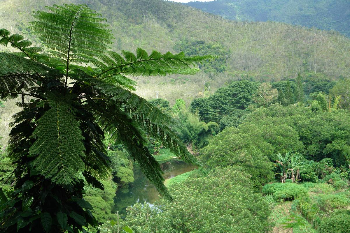 Giant tree ferns provincial park
